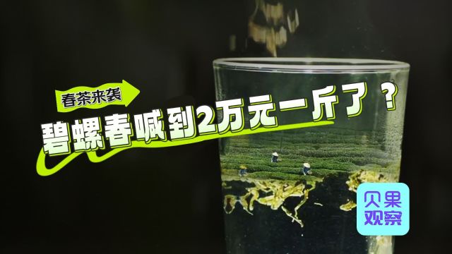 被康熙赞为“茶中仙子”,如今2万元一斤?洞庭碧螺春贵在哪?