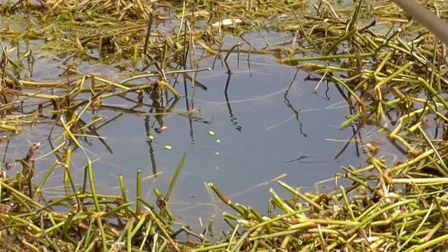 传统钓重草区,小草洞里板鲫根本拔不完