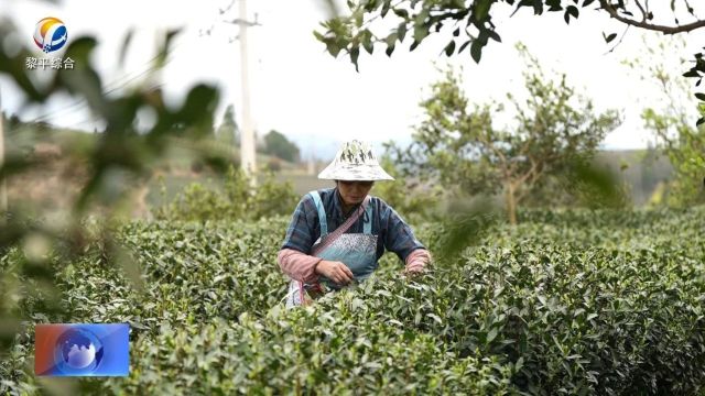 《一年之计在于春 ⠥勥Š›实现开门红》专栏:博朗农业:春茶采摘正当时⠠茶叶加工生产忙