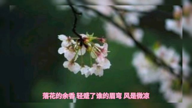 花落流水,小亭挂满雨