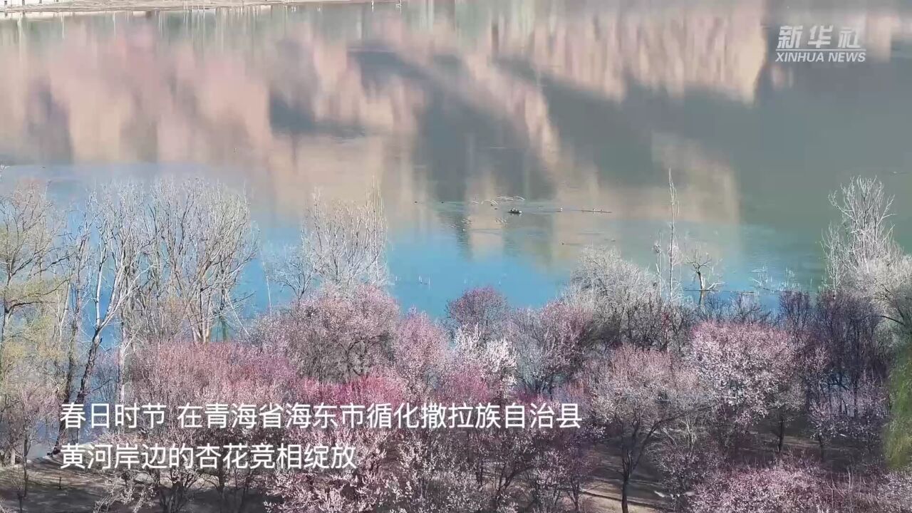 青海循化:黄河岸边杏花香