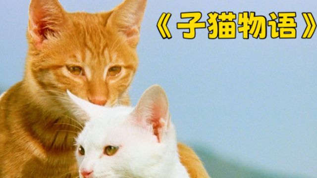 1986年上映,治愈影片《子猫物语》