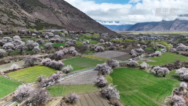 文旅新探|西藏林芝桃花行