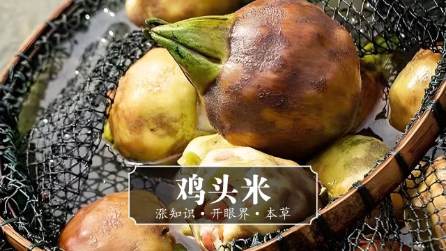 被誉为江南水八鲜之首的“鸡头米”也是药食同源的一味珍贵本草