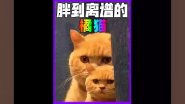 成熟稳重的橘猫,以大橘为重