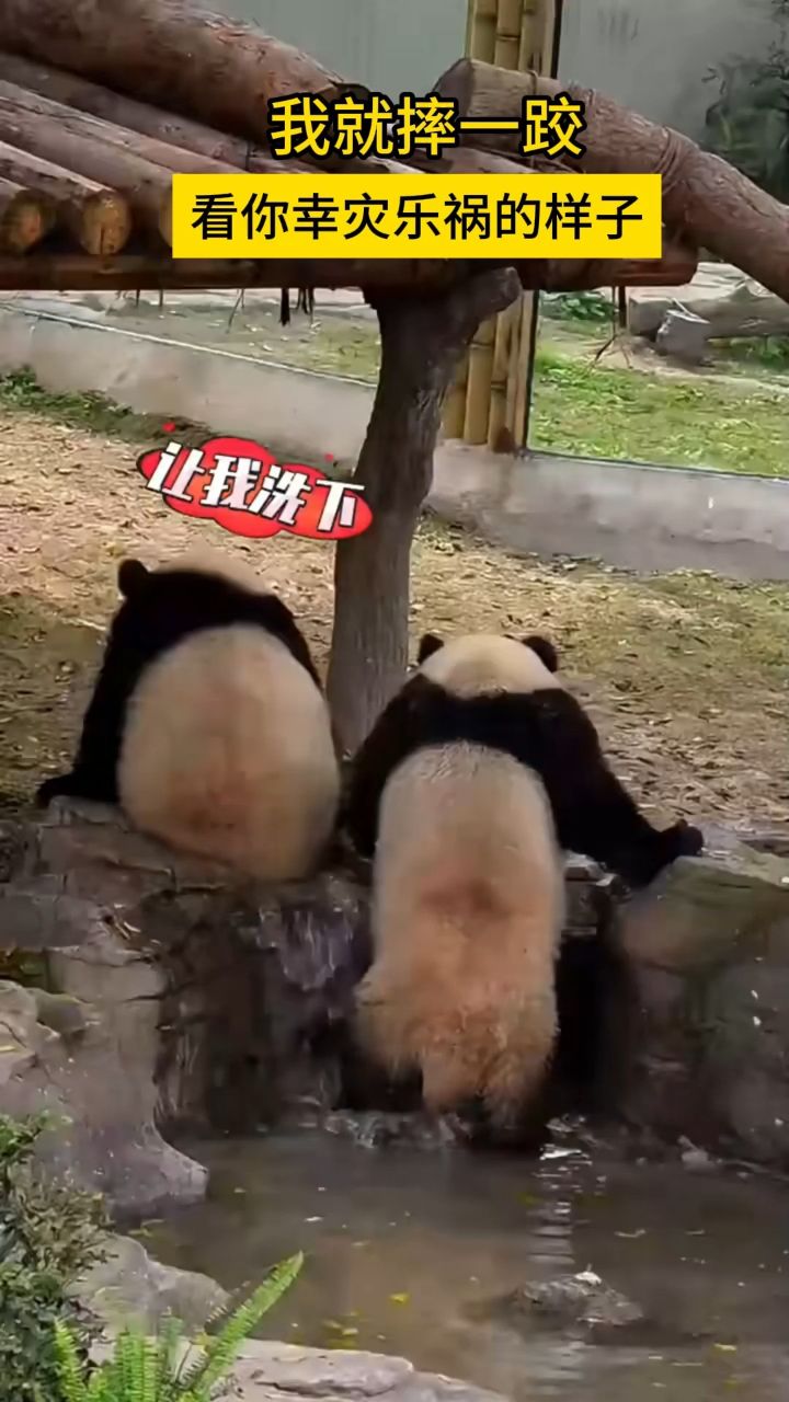 我就摔一跤,看你幸灾乐祸的样子 #萌宠成精了