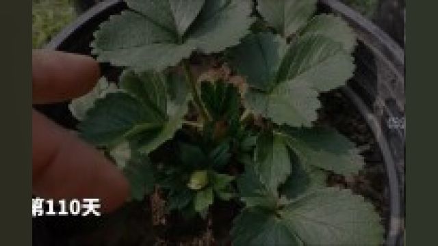 盆栽草莓攻略,看完轻松实现草莓自由,赶快收藏种起来 #种草莓 #盆栽 #家庭种植