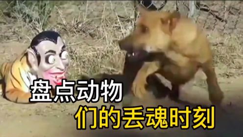 盘点动物们的丢魂时刻,专治不开心#萌宠 #搞笑视频 #抖音02