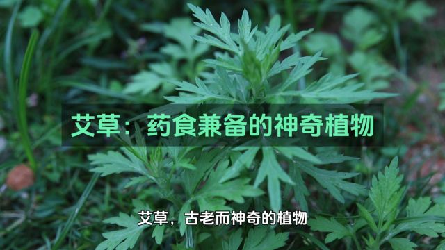 艾草:药食兼备的神奇植物