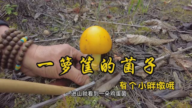 今天一箩筐菌子你都吃过哪些? #来自大山里的味道 #捡菌人的快乐 #菌子捡不着么