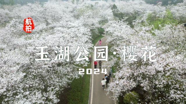 长沙自己的樱花园,航拍长沙望城玉湖公园樱花2024