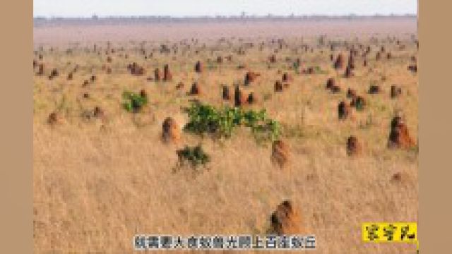 《大食蚁兽:舌灿莲花》食蚁兽大食蚁兽动物动物解说动物世界纪录片解说神奇动物