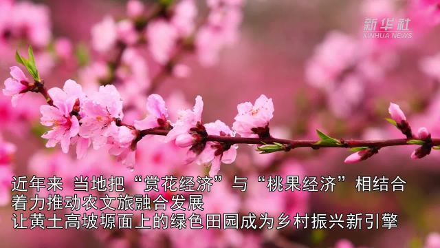 山西平陆:万亩桃林花开正艳 游客尽享春光