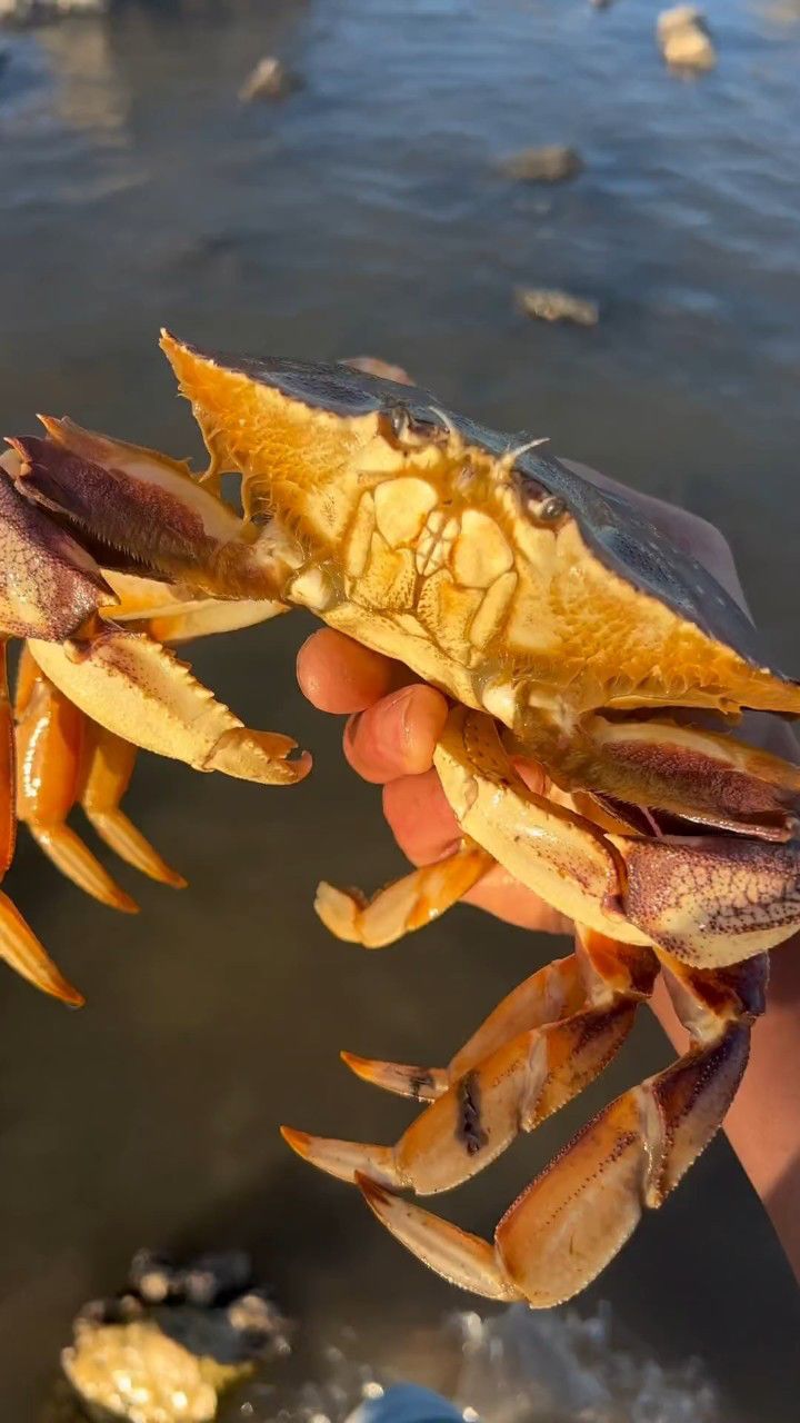 海边觅食间突然听到大张的呐喊,居然发现了一只超级大的大螃蟹!