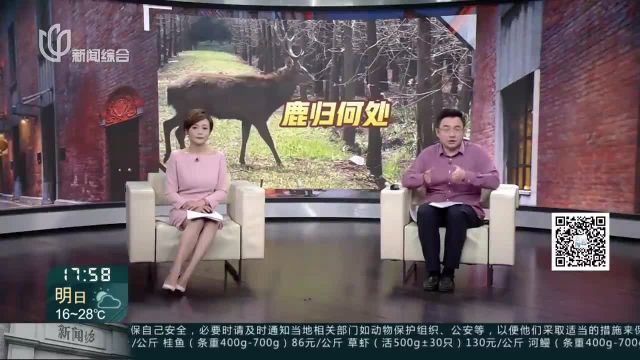 城事晚高峰:“小鹿乱撞” 终有归处 昨天上午 伤人公鹿被诱捕并转移至上海动物园