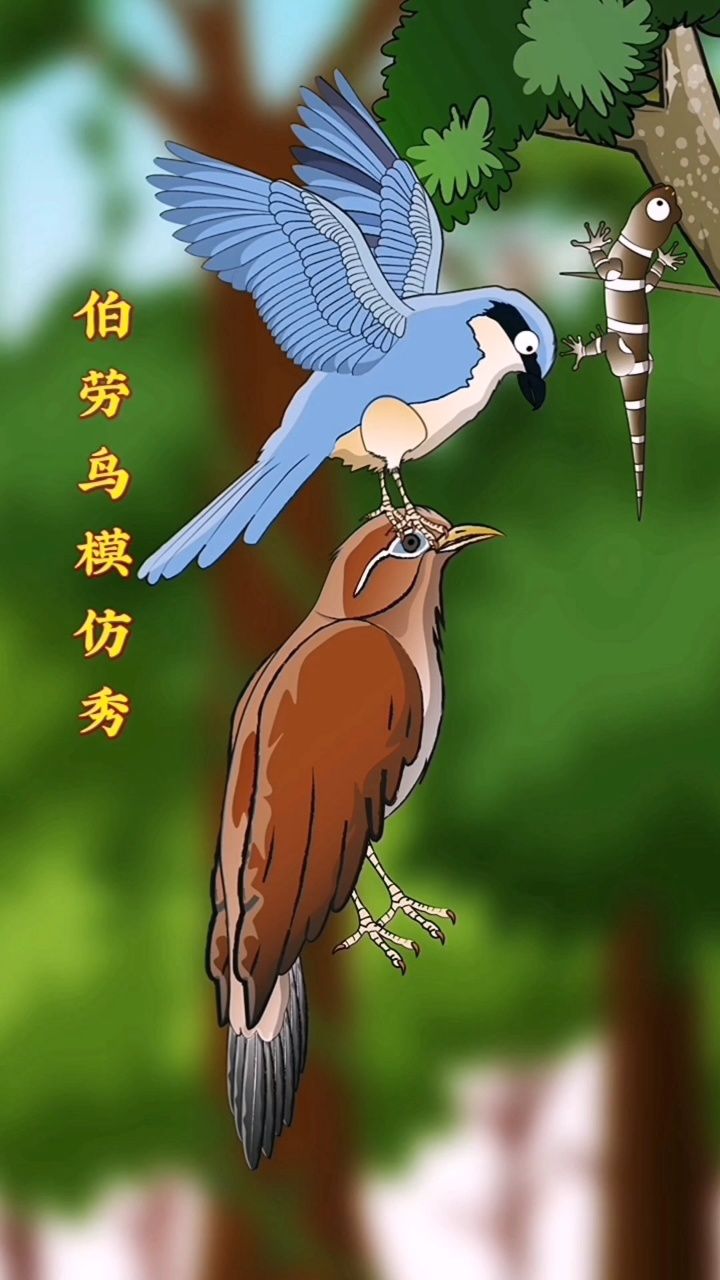 伯劳鸟会模仿多种鸟类的叫声,把对方吸引过来再捕捉!