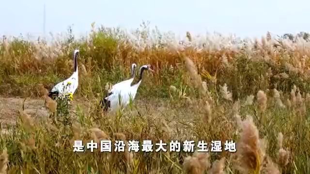 黄河保护法,是如何保护母亲河的?点击→看大河之变