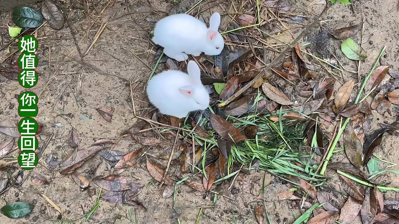 小白兔欢乐蹦跳,活力四溢展魅力