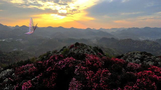 毕节百里杜鹃,漫山遍野都是争相斗艳美不胜收