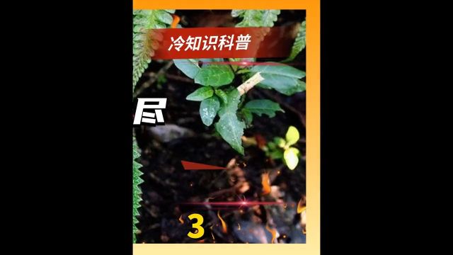 金皮树有多厉害?用它擦屁股痛到自尽,英国想用它做“化学武器”3植物科普人与自然普及知识