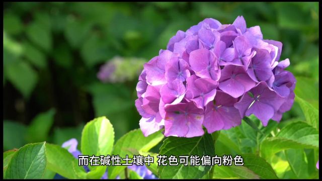 绣球花是草本还是木本