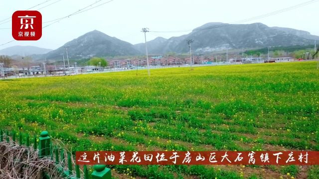 北京房山这片油菜花开启春天模式#