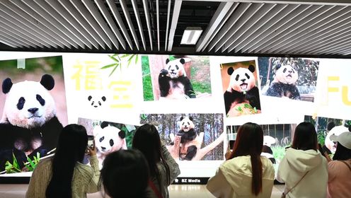 成都旅韩大熊猫福宝应援LED抢眼 吸引市民、游客驻足