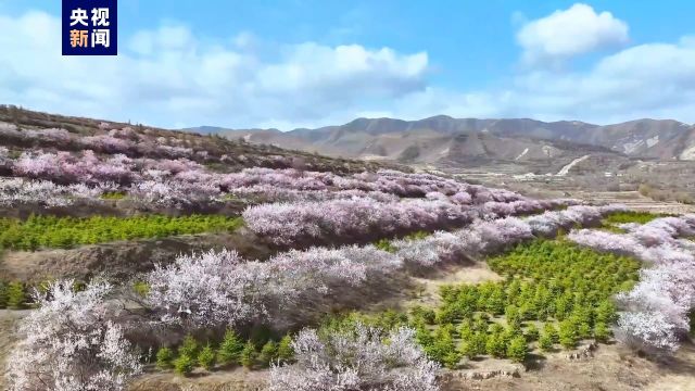 春日限定美景!固原山花绘成粉色花海