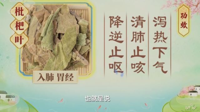 枇杷叶还有大妙处!专家为你推荐祛口臭方,快点收藏了!