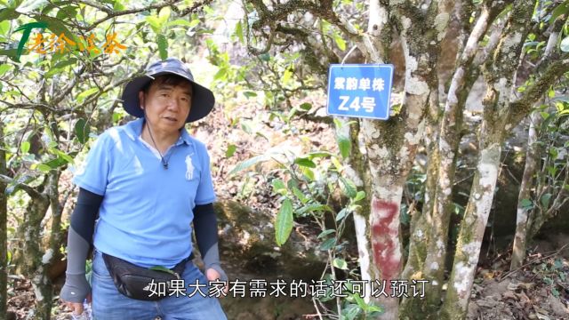 【老徐谈茶】特别节目:2024气冠紫韵古树单株开采!石头旁边的茶树,树龄大,品质佳!