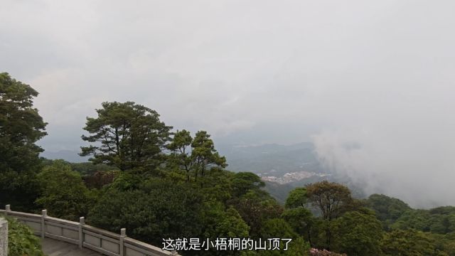 鹏城高峰小梧桐