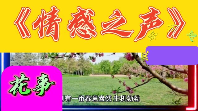 《情感之声》花事