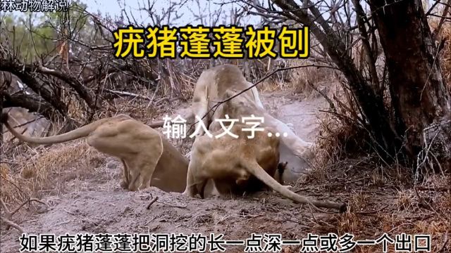 疣猪蓬蓬摊狮子操家#看动物世界品百味人生#奇妙的动物#弱肉强食的动物世界#动物世界#自然界动物各种奇特捕食画面大全