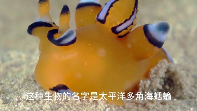 可爱的海中皮卡丘,太平洋多角海蛞蝓#海洋生物#动物科普#海蛞蝓