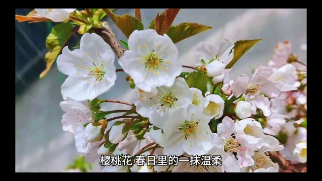 樱桃花的花语和寓意