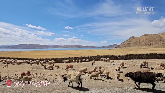 神州春色美丨在高原感受别样的春日浪漫