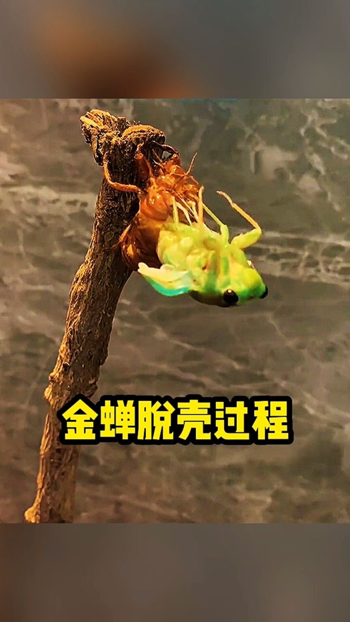 金蝉脱壳全过程