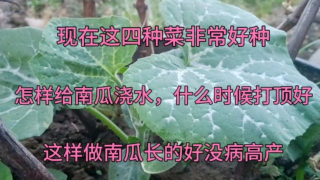 现在这四种菜很好种,怎样给南瓜浇水打顶好?这样做南瓜没病高产