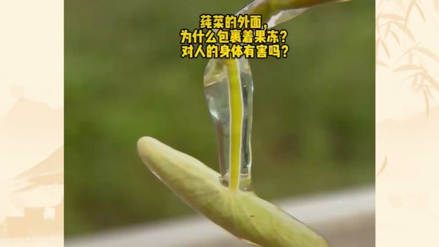 莼菜解说(源自于千野食品)