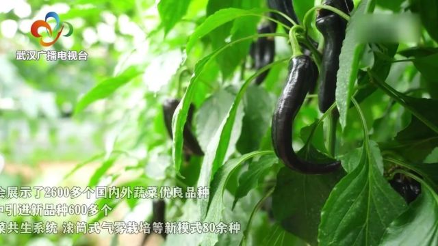 第25届菜博会:科技与蔬菜的完美邂逅