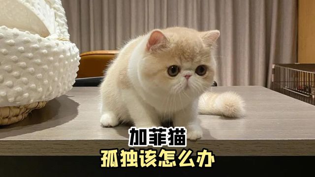 加菲猫感到孤独,该怎么办