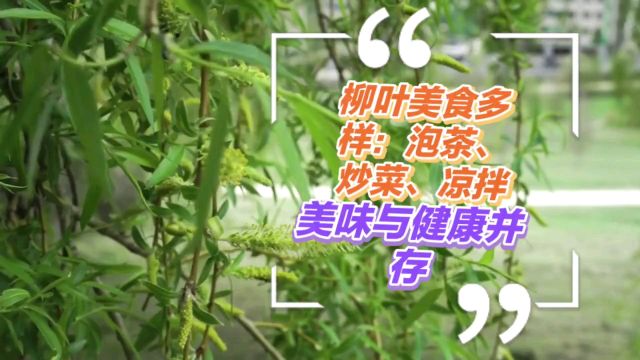 柳叶美食多样:泡茶、炒菜、凉拌,美味与健康并存