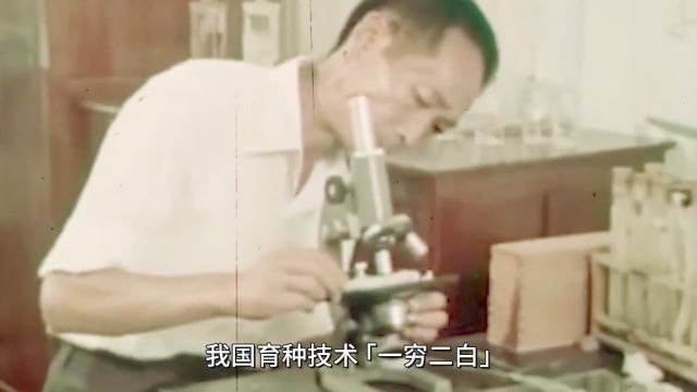 种子全靠进口?粮食武器、种子霸权,中国如何打破种子垄断?