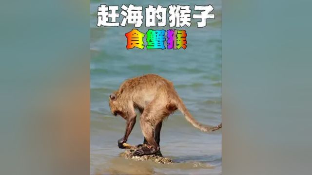 喜欢赶海的猴子,每天吃的都是海鲜大餐 #动物世界 #野生动物零距离