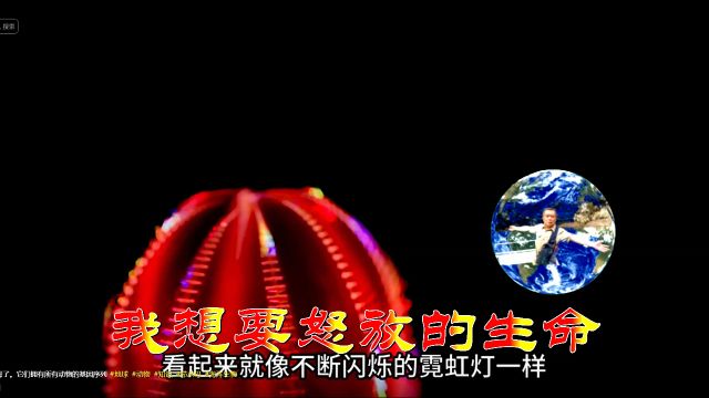 怒放的生命 原声版 辛更KTV音乐视频制作