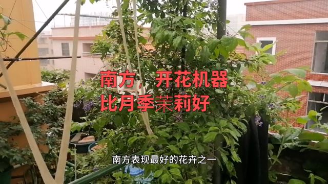 南方表现最佳的花卉!比月季、茉莉好,不怕刮风下雨,365天开花