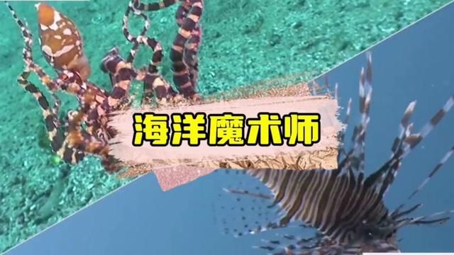 论变妆术它称第一没人敢称第二. #海洋生物 #章鱼变色 #涨见识