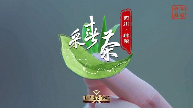 蜀地春来 绵阳茶香