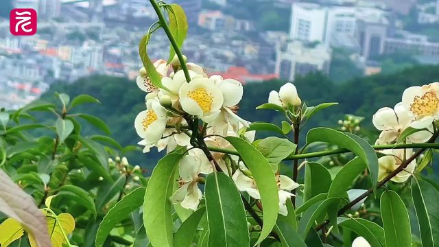 素雅芳香!南方森林卫士“木荷”盛开