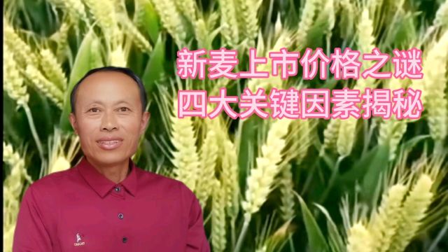 新麦上市价格之谜:四大关键因素揭秘